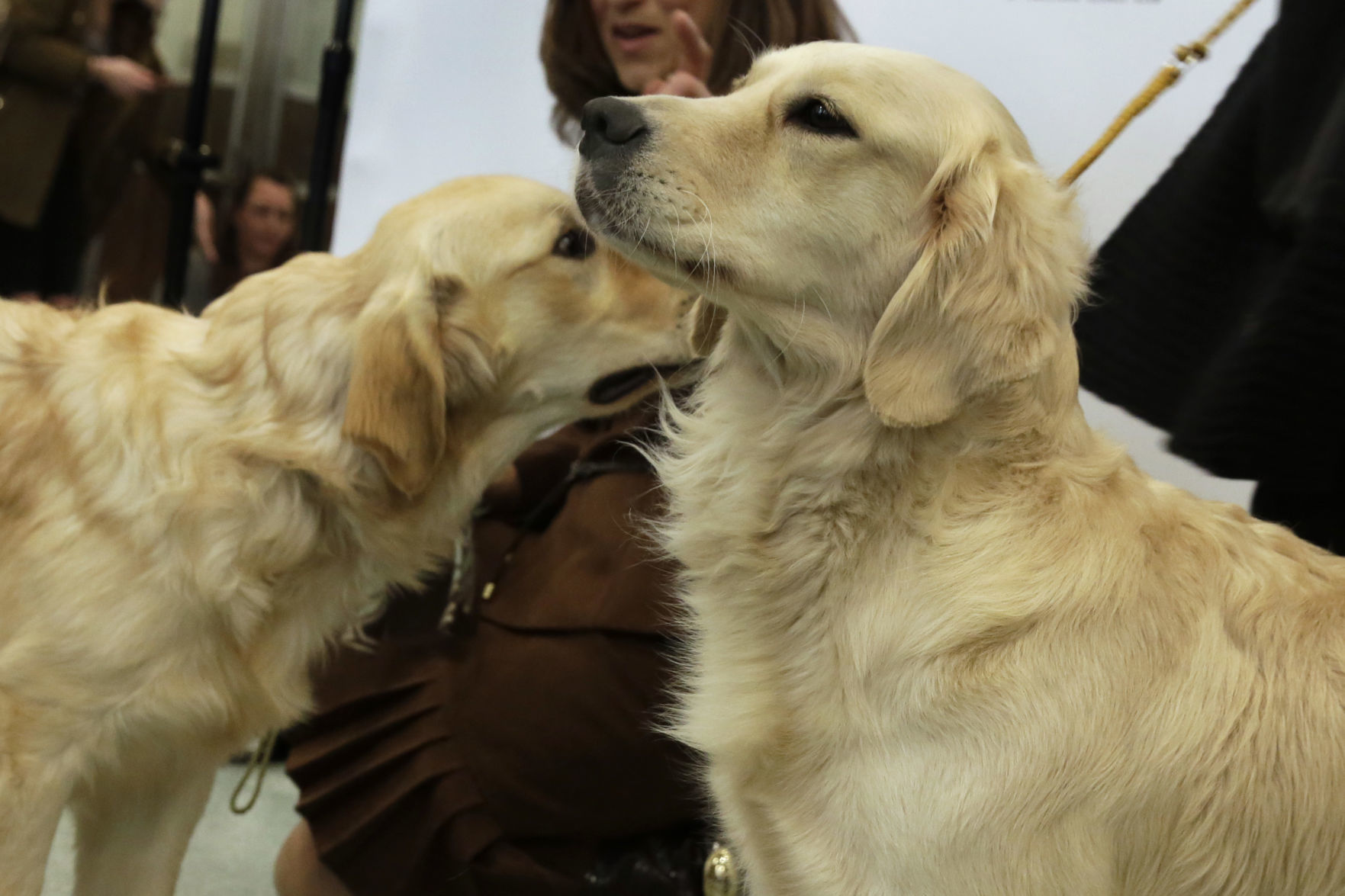 3. Retrievers (Golden)